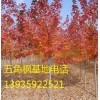 山西無(wú)五角楓小苗五角楓籽招商|五角楓小苗五角楓籽加盟